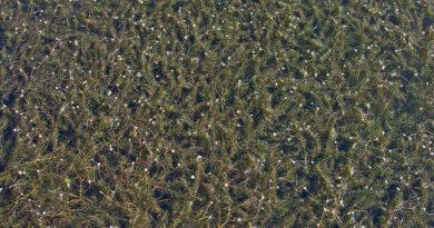 ⚠️ Wichtige Information zu den Schwimmpassagen beim Crow Mountain Survival 2025 ⚠️